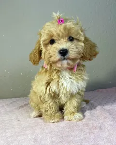 Maltipoo - Friderika