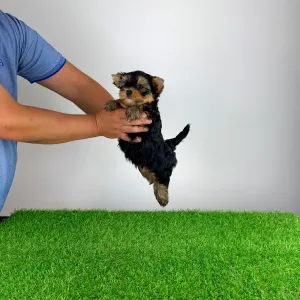 Yorkshire Terrier - Zonky
