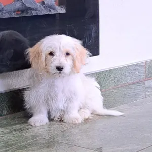 Havanese - Havas