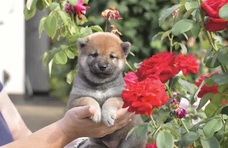 Shiba - Bravados Iria