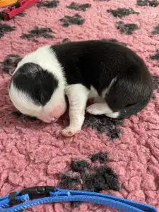 Border Collie - Sötétkék Nyakörv /fekete Kan