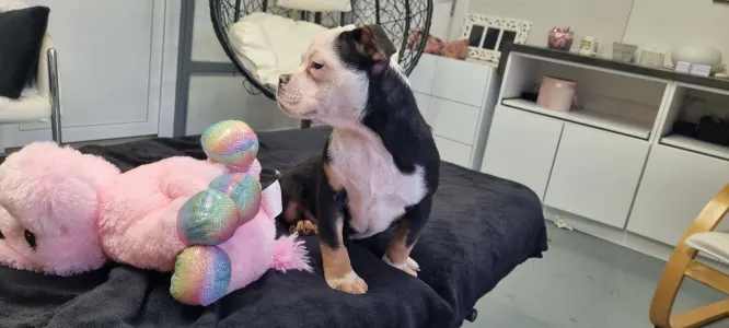 American Bully - Pocket - Yoker