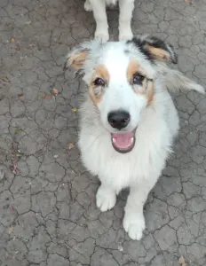 Ausztrál juhászkutya - Sundance