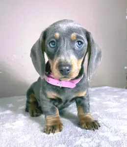 Dachshund - Nina