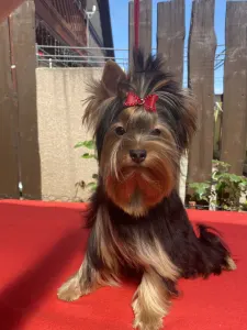 Yorkshire Terrier - Vasco