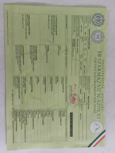 Canary dog - Pamela De Presa Jurida Liget