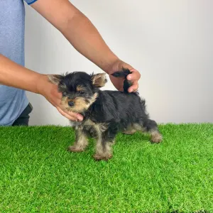 Yorkshire Terrier - Dave