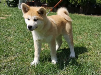 Akita Inu - Izumi Yanagi No Tani