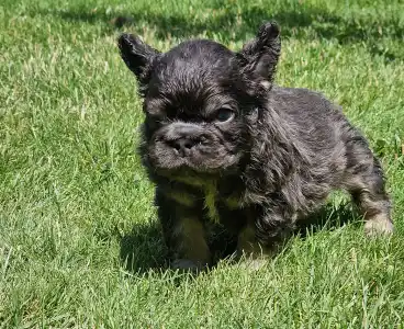 French Bulldog - French Bulldog Boys Puppy Availabe