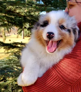 Australian Shepherd - Mambo