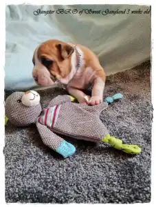 Amerykański staffordshire terier - Gangster Bro