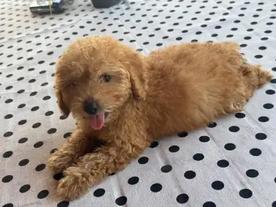 Poodle Toy - Fahéj