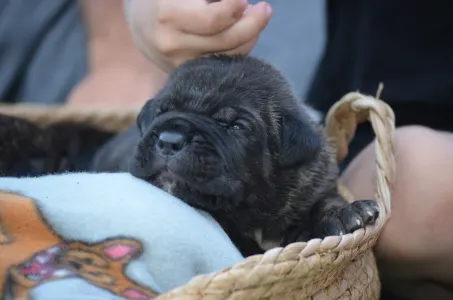 Cane Corso - Dolce Assassino Rocky