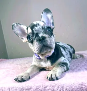 French Bulldog - Mirella