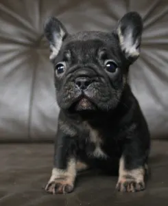 Francia bulldog - Whisper 