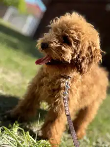 Poodle Miniature - Tomi