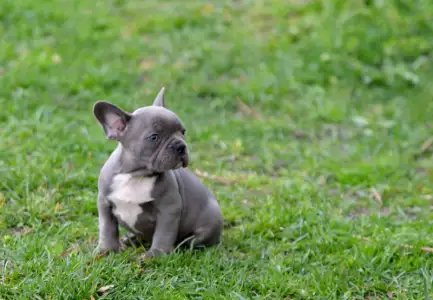 Bouledogue français - Montclair