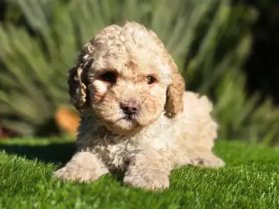 Cavapoo - Moha