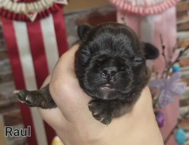 French Bulldog - Raul