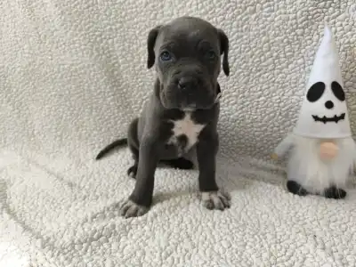 Cane Corso Italiano - Forza Di Diavolo Dorothy