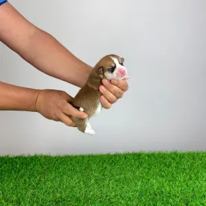 Welsh Corgi Pembroke - Waldi