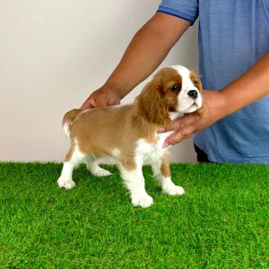 Cavalier King Charles Spaniel - Tanja
