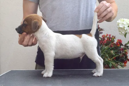Jack Russell Terrier - Gold Leash Xandro