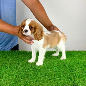 Cavalier King Charles Spaniel - Tici