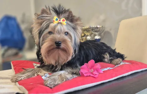 Yorkshire Terrier - Jingle Bell Of Midsummer Nights Miracle