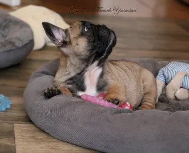 Francia bulldog - Yasmine 