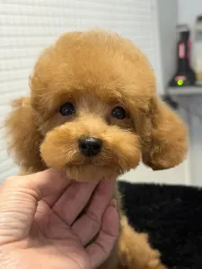 Той-пудель - Woody (teacup/toy)