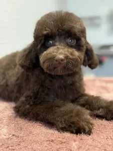 Poodle Miniature - Ubul