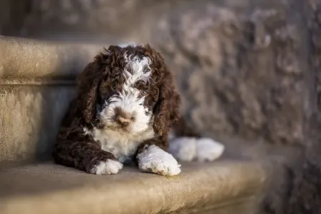 Spanish Waterdog - Casta Diva