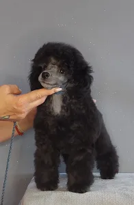 Barbone nano - Odin