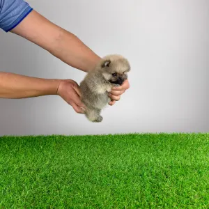 German Pomeranian Spitz - Sibylle