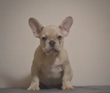 Francia bulldog - Tokió