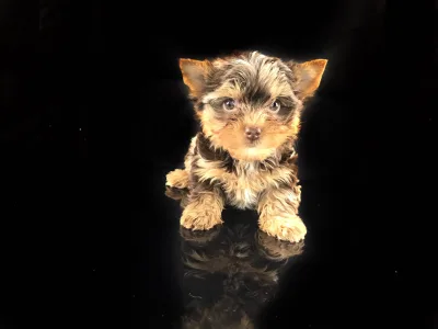 Yorkshire terrier - Fantasia