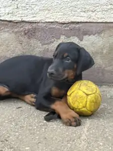 Dobermann - Kiara