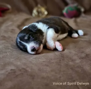 Ciobanesc Australian - Delwyn