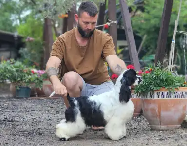 American Cocker Spaniel - Ibiza Of Your Sweetest Dream