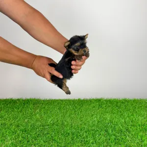 Yorkshire Terrier - Yamba
