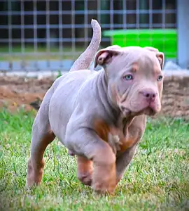 American Bully - Standard - Ghostface Fighters Casey
