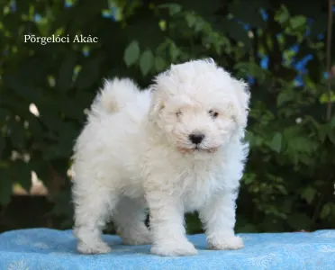 Puli - Akác