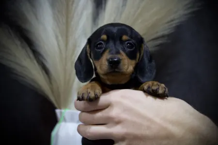 Dackel - Black Spot Hug Me Strongly