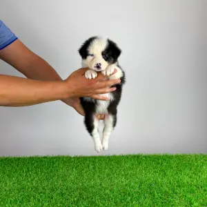 Australian Shepherd - Genovina