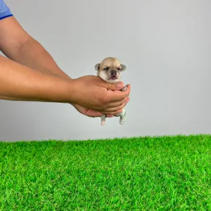 Chihuahua - Lita