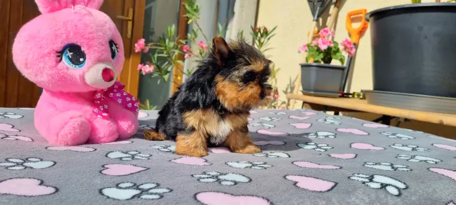 Yorkshire Terrier - Kókusz
