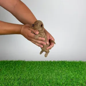 Pudel miniaturowy - Bunny