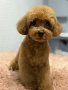 Zwergpudel - Felicitas ( Toy )