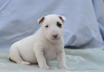 Miniature Bullterrier - Lotti